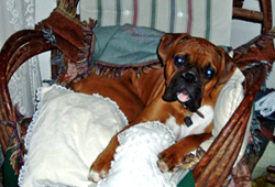 Milo in the rocking chair