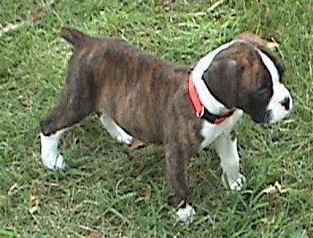 Mini Cassie