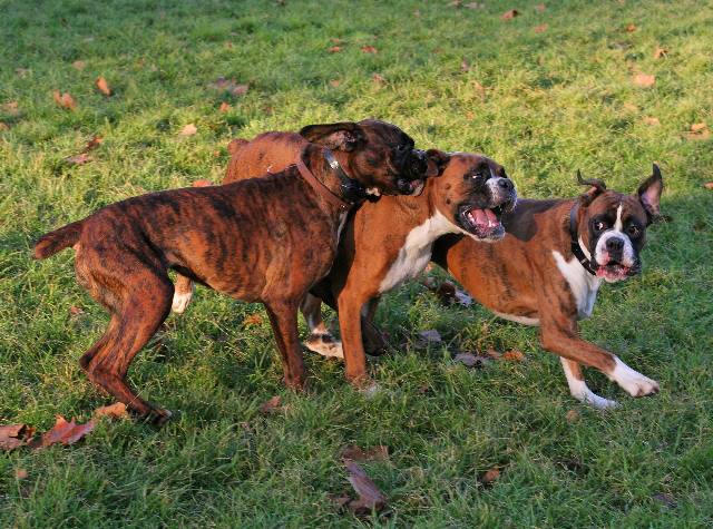 Mini, Chopper and Henri