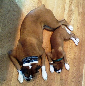 Mini-Me
