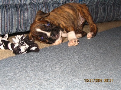 Minnie @ 6 wks.