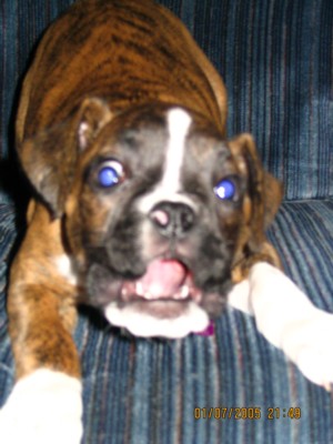 Minnie barking at the camera!