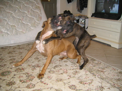 Minnie Humping Ranger