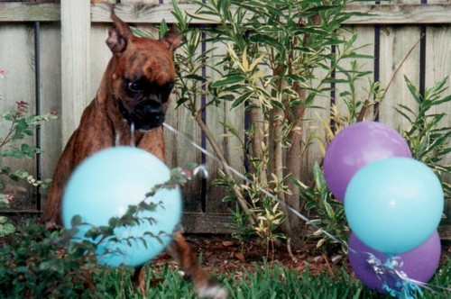 Minx's Balloon War