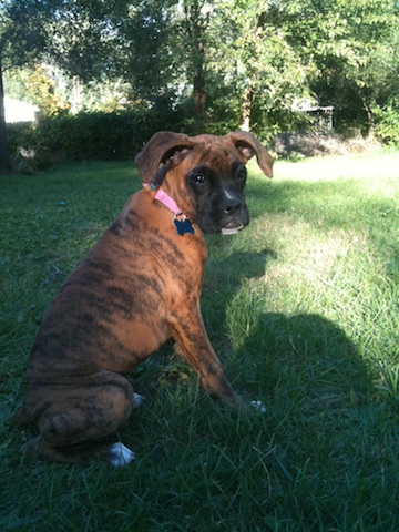 Mira, 15 weeks