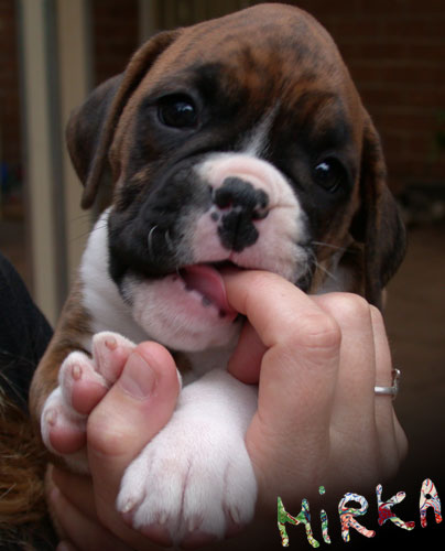 Mirka, 6 weeks old