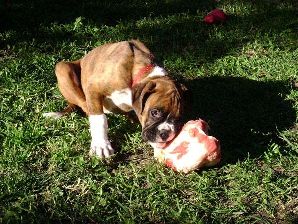 Mirka's first bone...