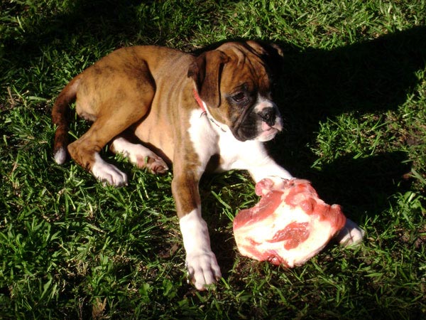 Mirks'a first bone!
