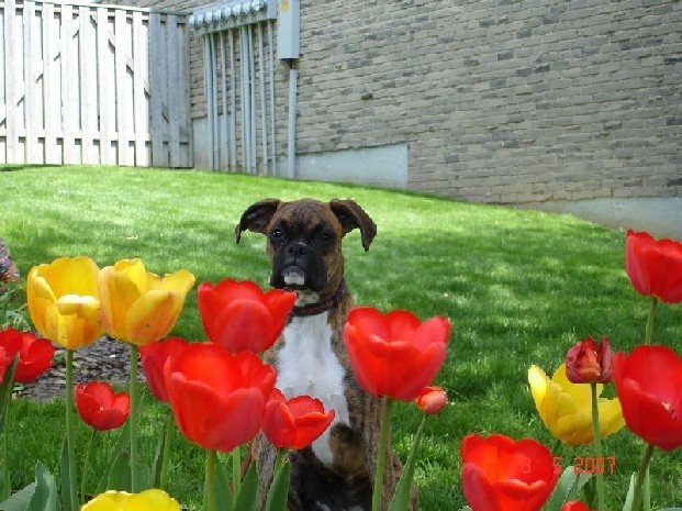 Mischa Admiring the tulips