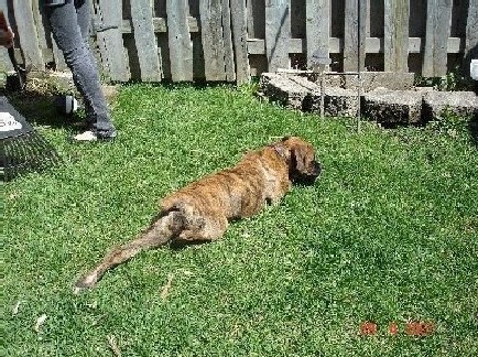 Mischa stretching in the garden April 29 2007