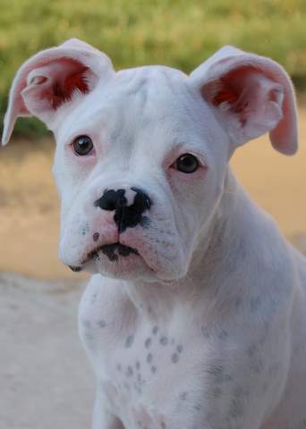 Miss Daisy