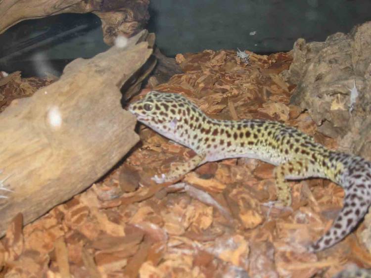 Miss Maestro - our 9 year old Leopard Gecko