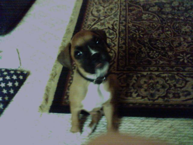 Miss Molly