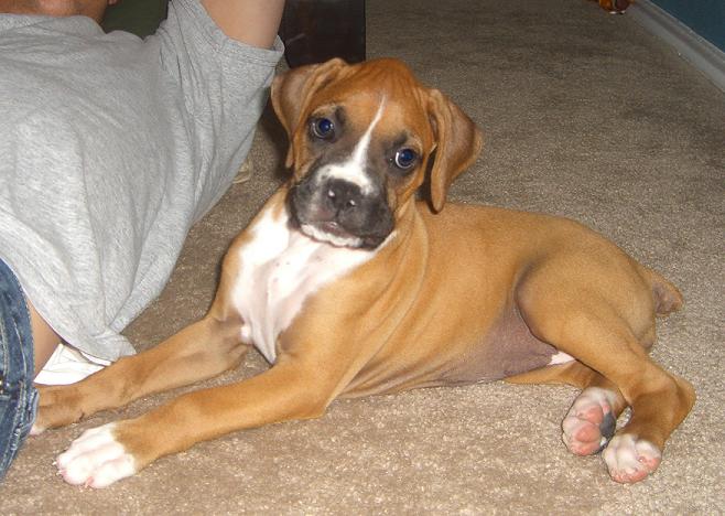Miss Molly