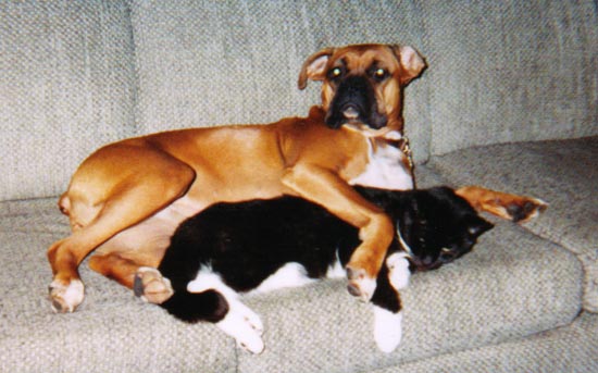 Miss Sammy & her kitty Dobson