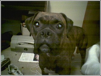 Missy 1