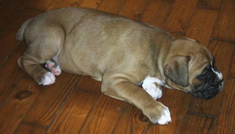 Missy @ 6 weeks old