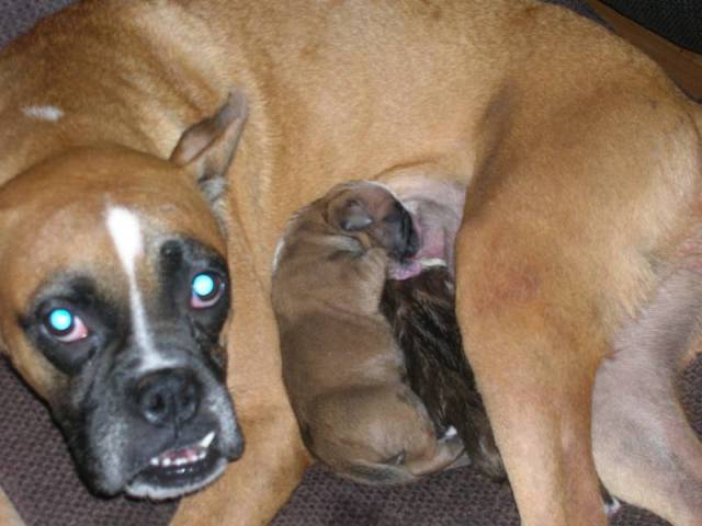 Missy's puppies