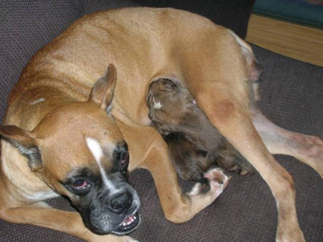 Missys puppies