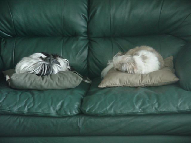 Mitzi and Arnie-  what a pair!