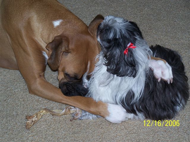 Mitzi cleaning Payton