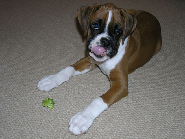 Mmm - I like my broccoli!
