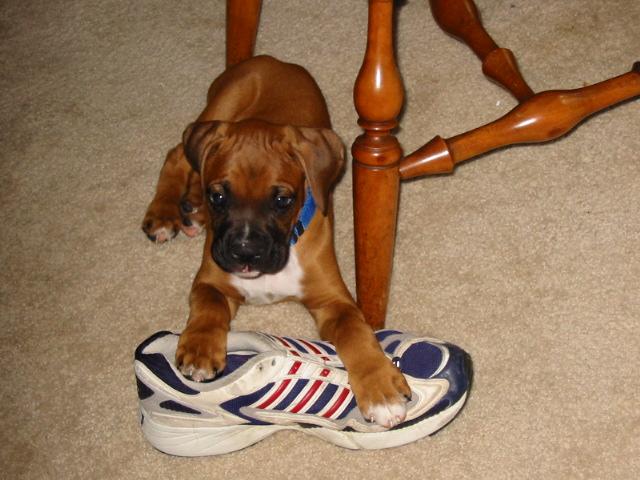 mmm I wub shoes...