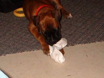 mmm yummy sock