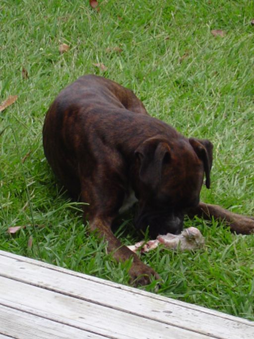 Mmmm bone