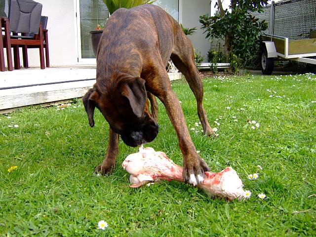 Mmmm bone