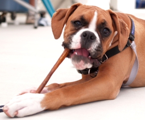 Mmmm, Bully Bone!