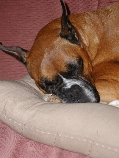 Mmmm...sleep.....