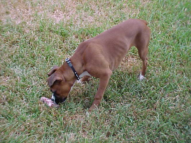 Mmmm, yummy bone