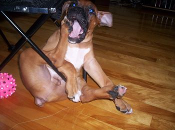 mmmm_puppy_foot