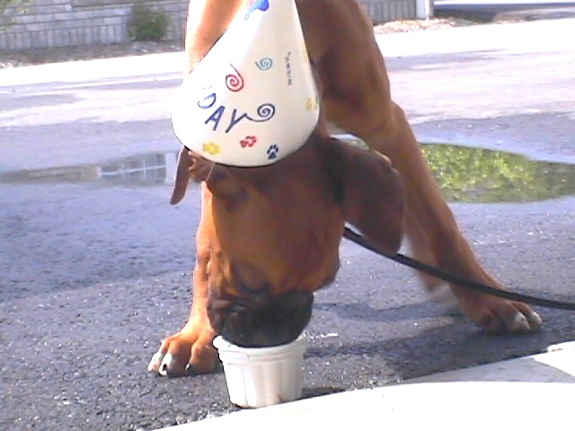 Mmmmm.  Frosty Paws!