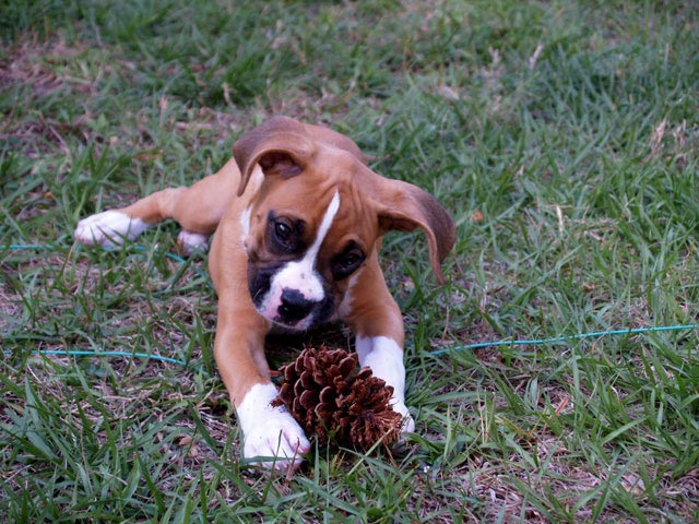 mmmmm... Pine Cone!