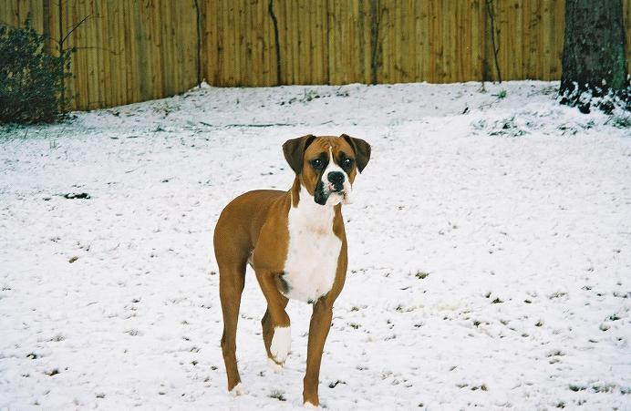 Mnumzane enjoying the snow