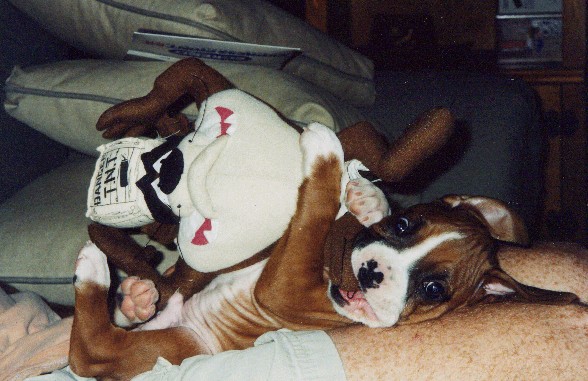 Mnumzane - puppy