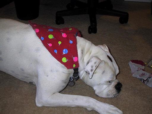 Modeling his Christmas Bandana