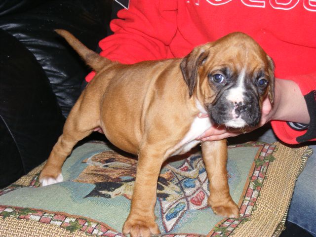 Mojo 5 weeks