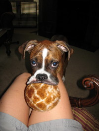 mojo ball