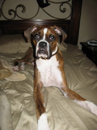 mojo bed