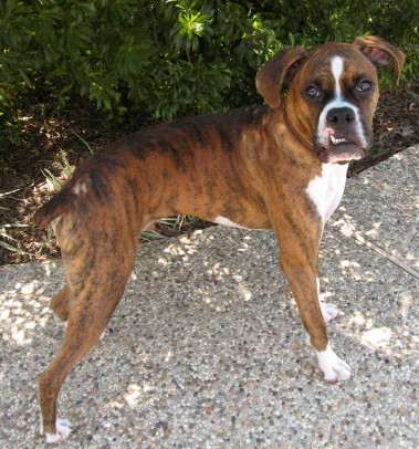 Mojo looking so handsome