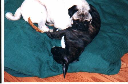 Mojo luvs Marlee