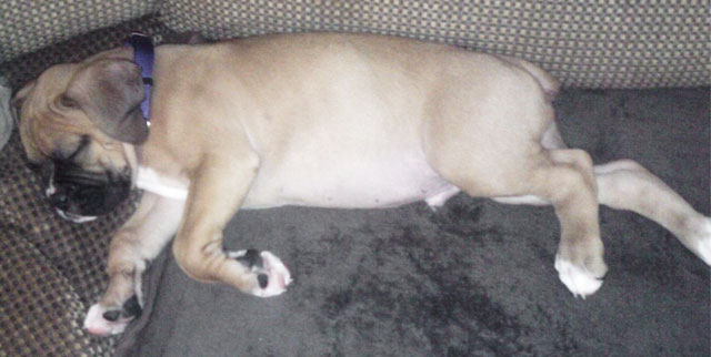 Mojo napping