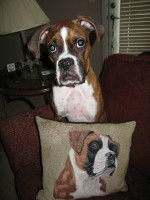 Mojo pillow
