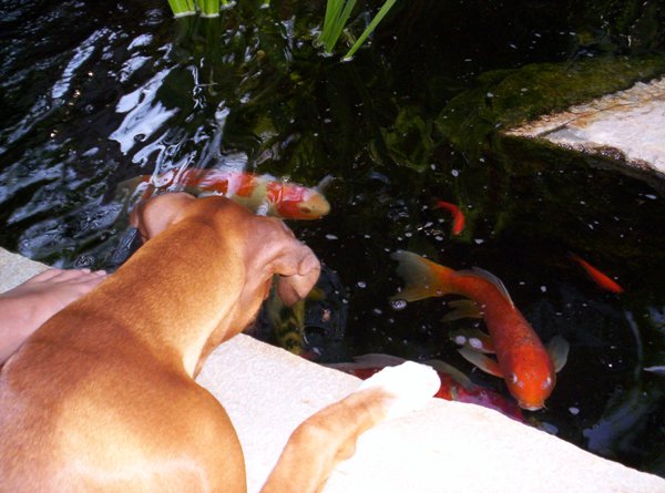 Molley and the Koi