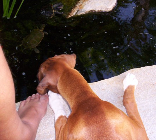 Molley and the turtle
