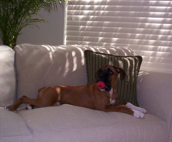 Molley & her little kong