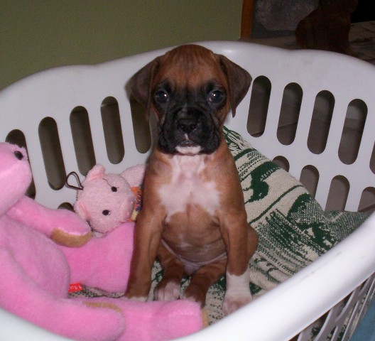 molley